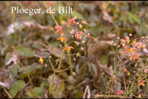 Epimedium cantabrigiense