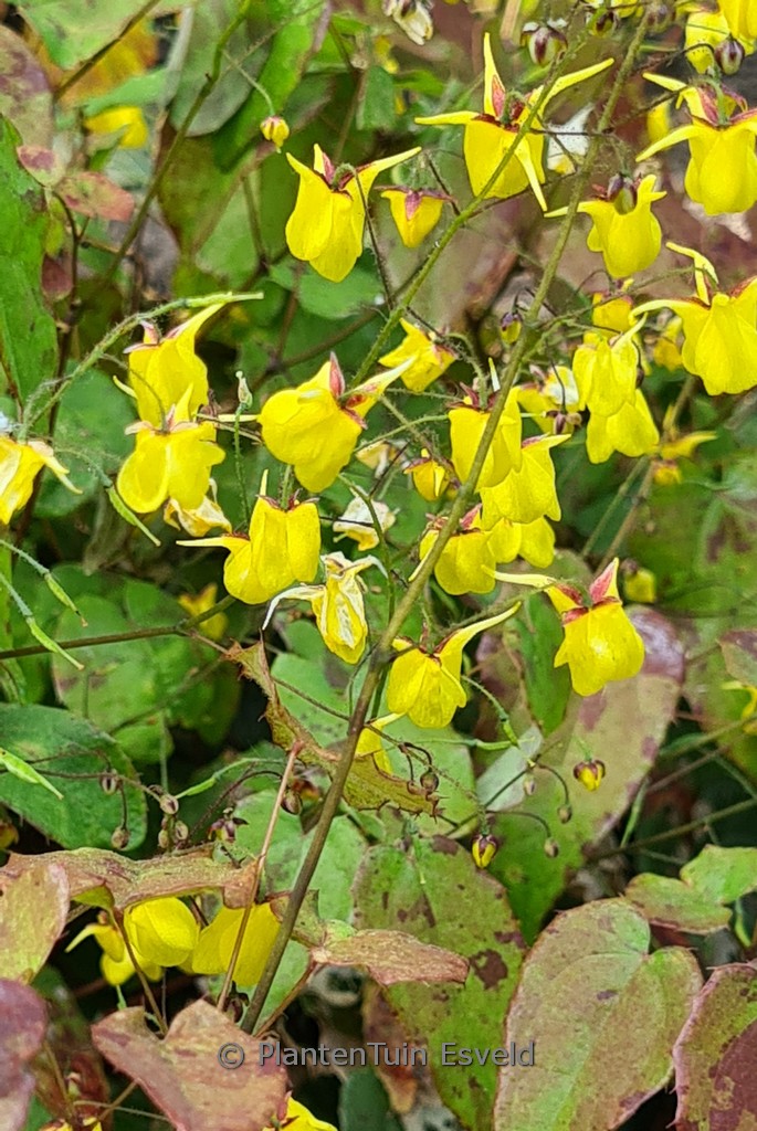 Epimedium davidii