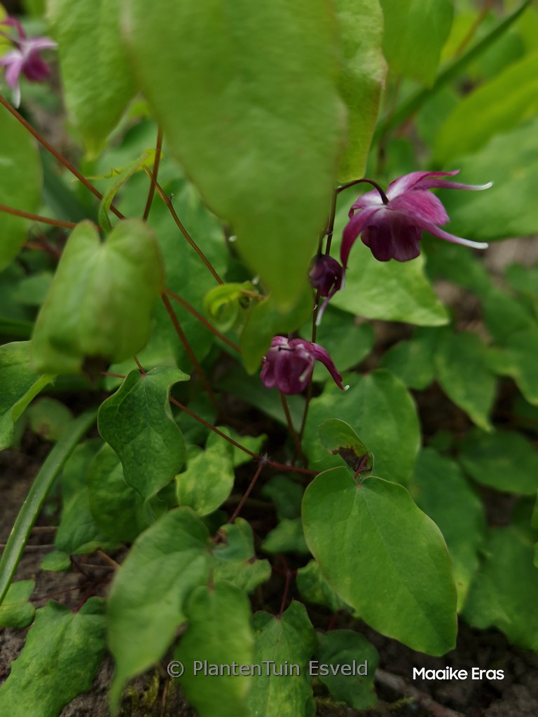 Epimedium grandiflorum ‘Rubinkrone’