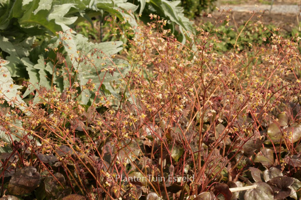 Epimedium pinnatum ‘Black Sea’