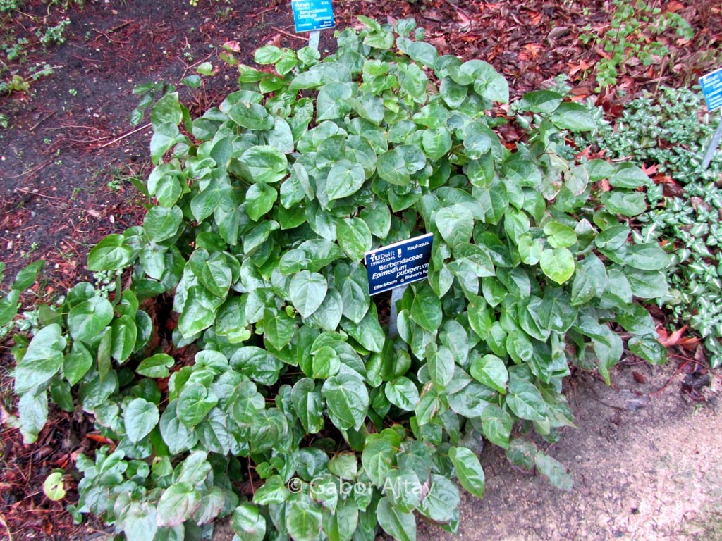 Epimedium pubigerum