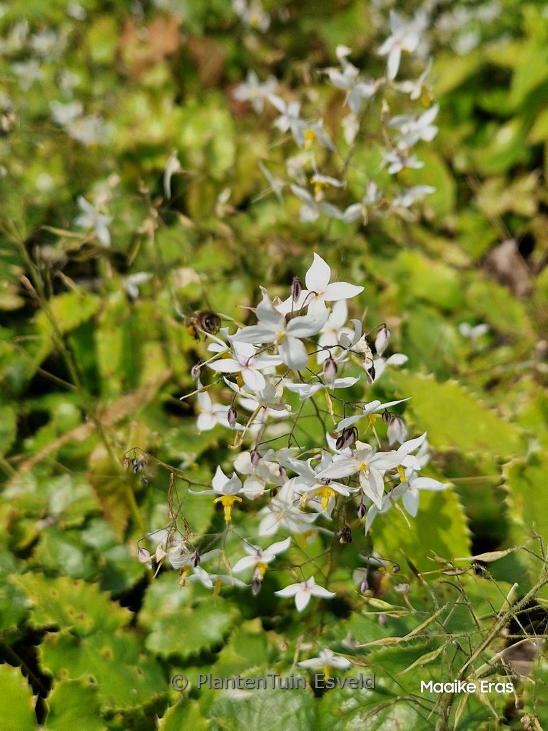 Epimedium stellatum ‘Long Leaf Form’