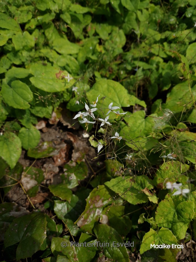 Epimedium stellulatum ‘Wudang Star’