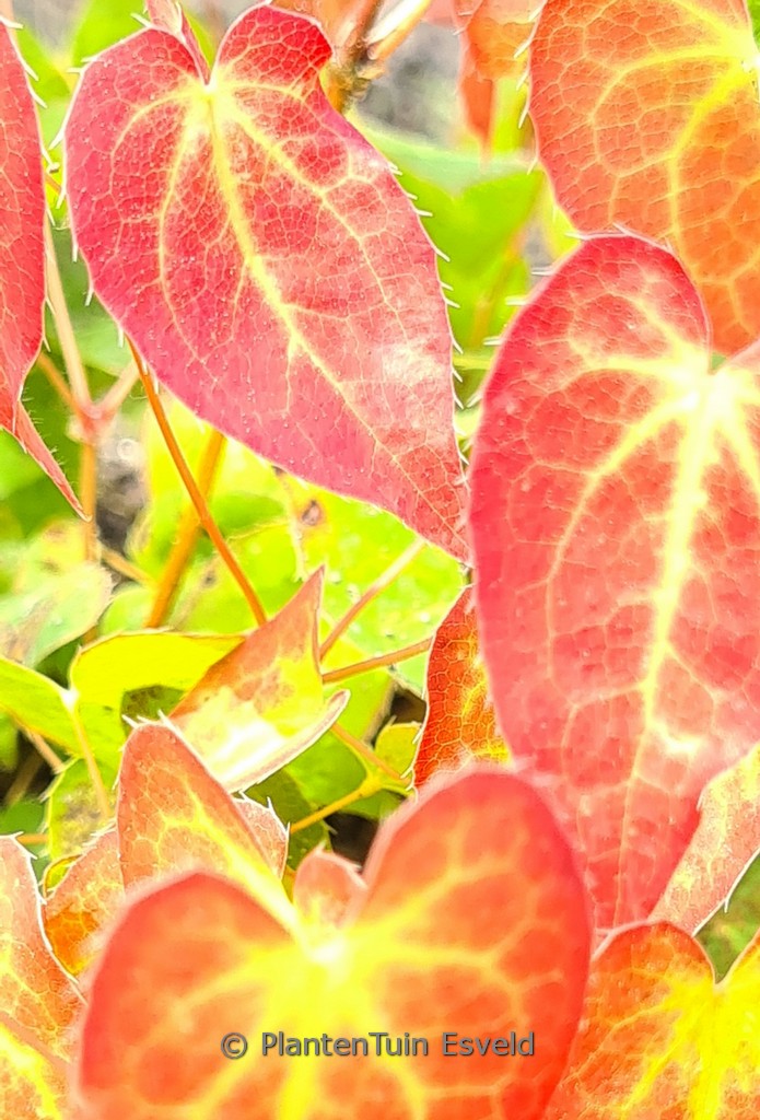 Epimedium versicolor ‘Cupreum’