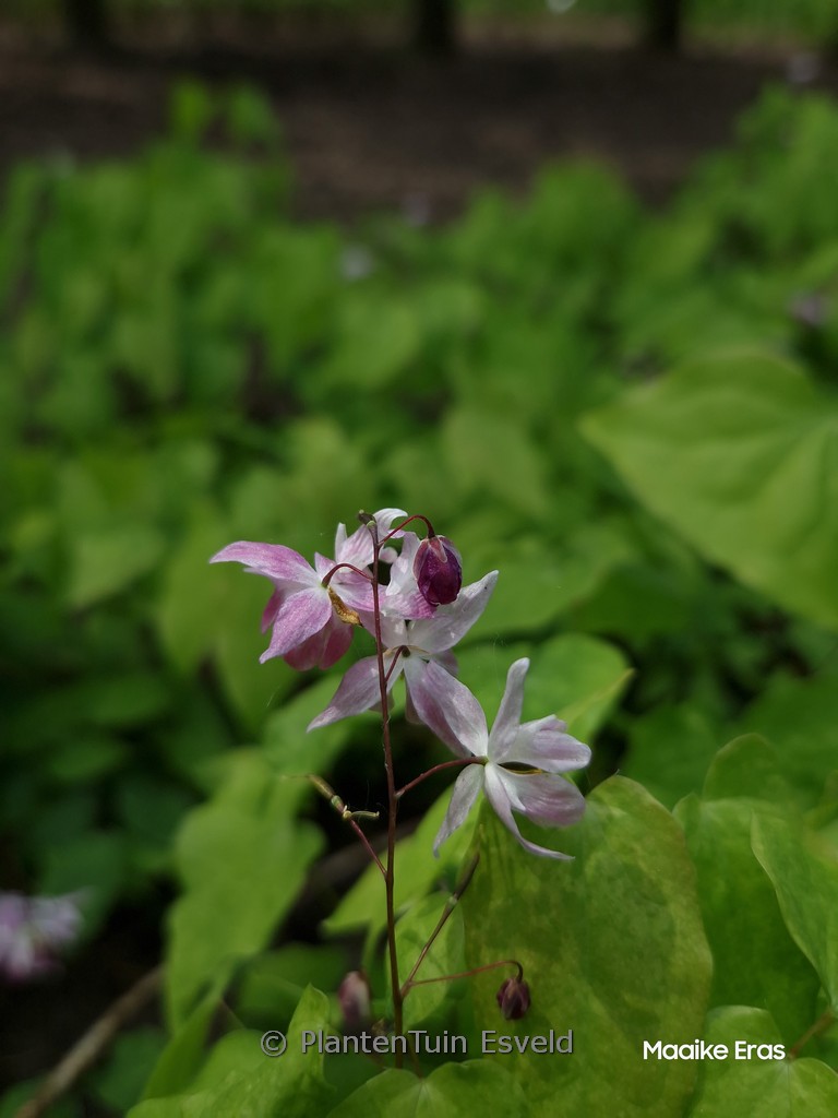 Epimedium youngianum ‘Merlin’