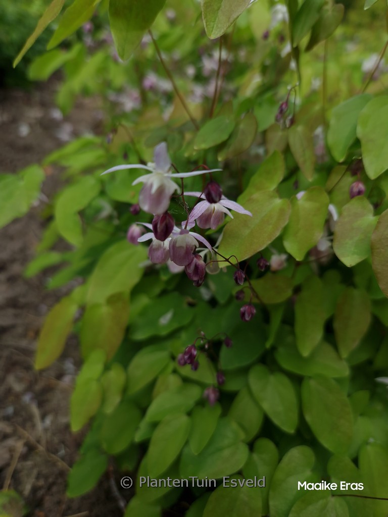Epimedium youngianum ‘Roseum’
