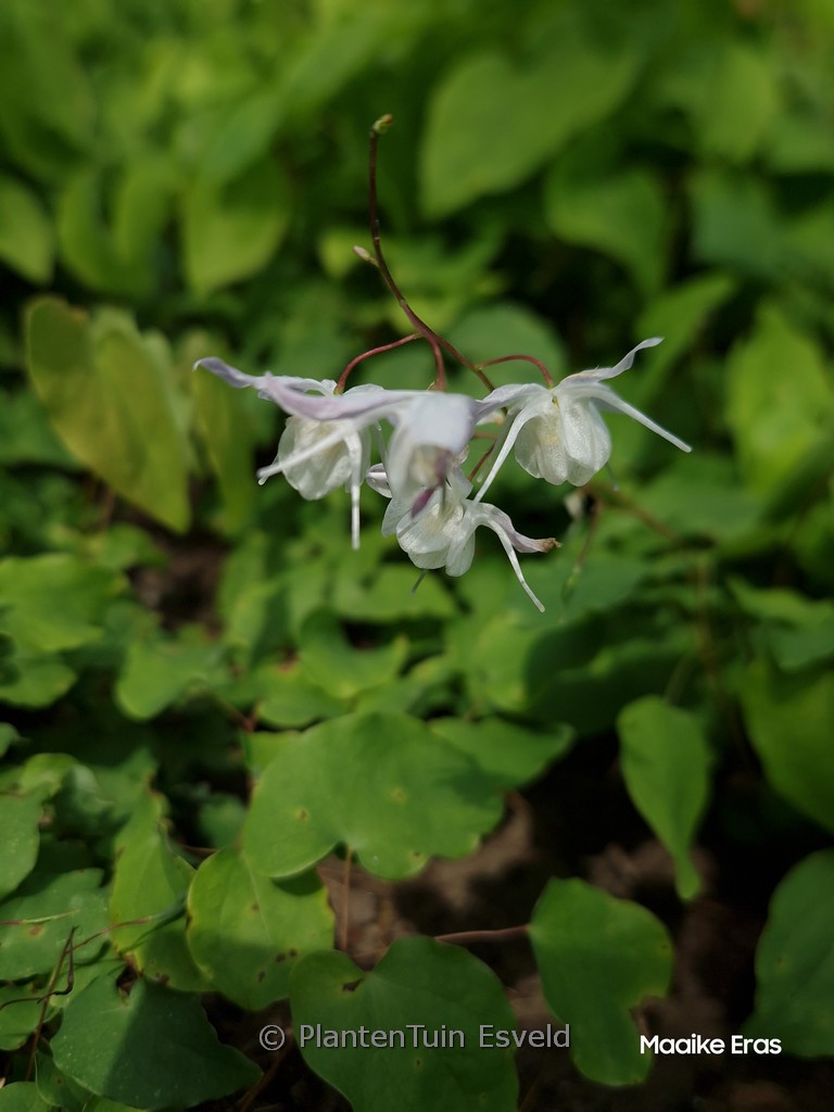 Epimedium youngianum ‘Yenomoto’