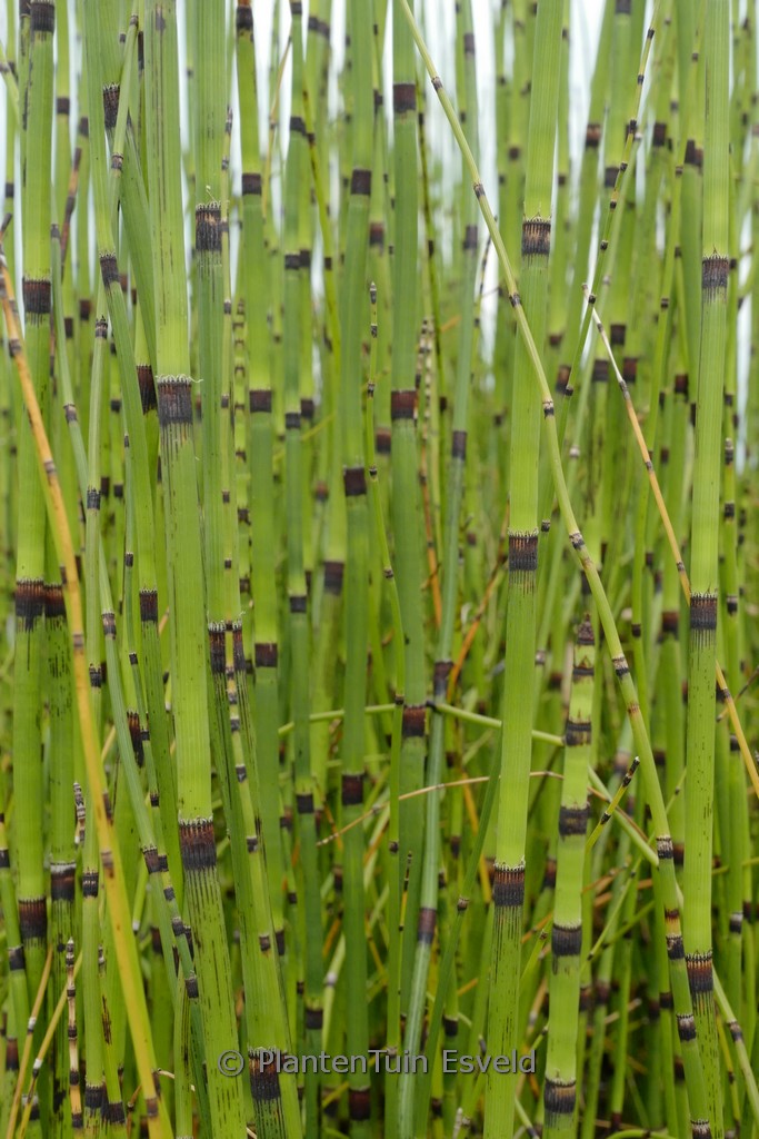 Equisetum hyemale var. japonicum