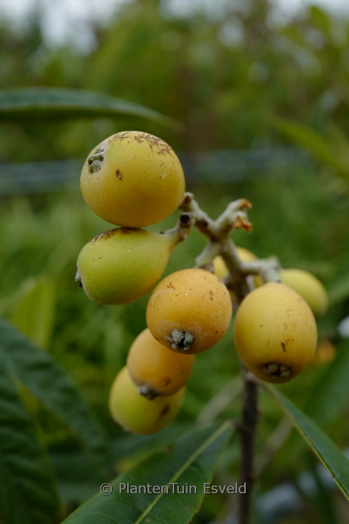 Eriobotrya japonica ‘Tanaka’