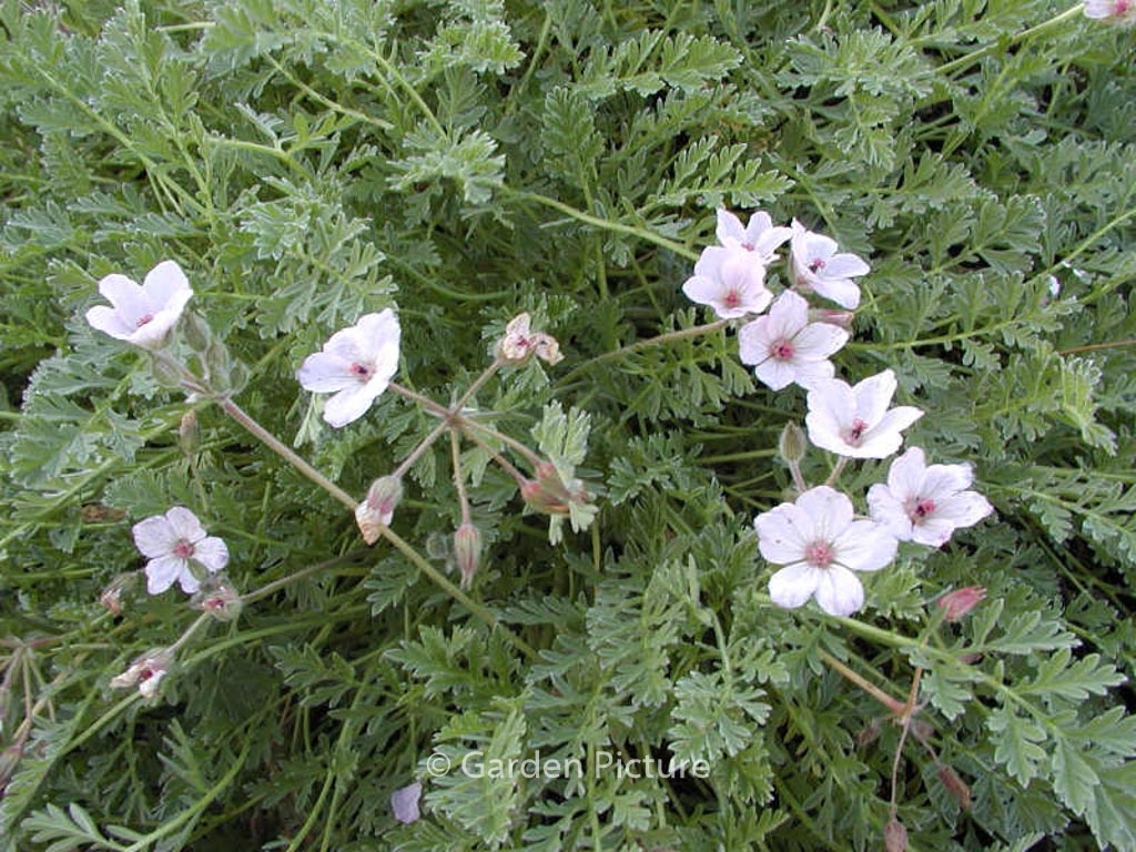 Erodium absinthoides armenum