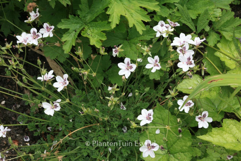 Erodium guttatum