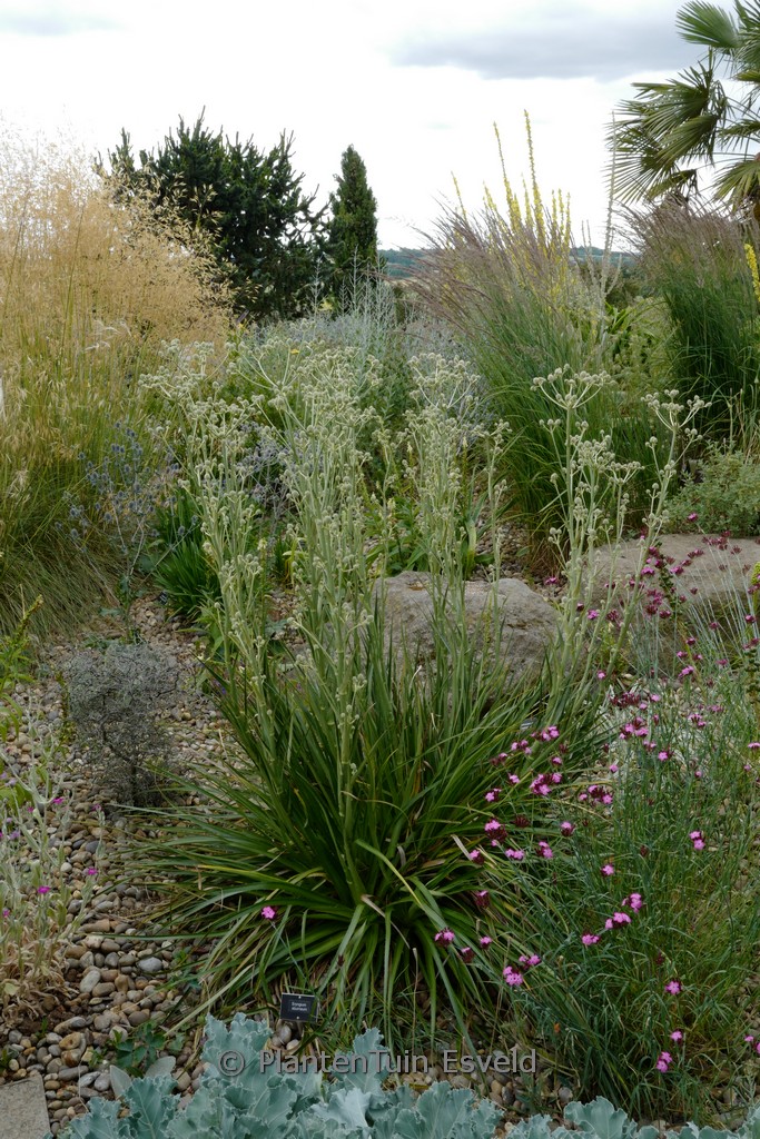 Eryngium eburneum