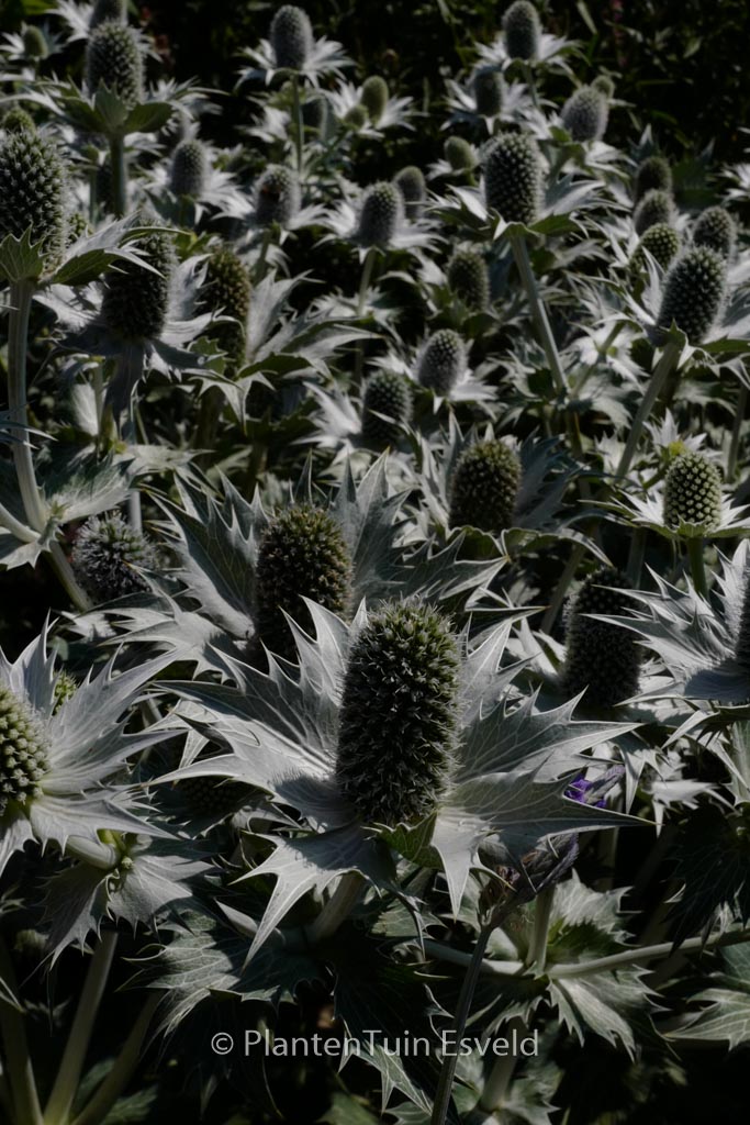 Eryngium giganteum