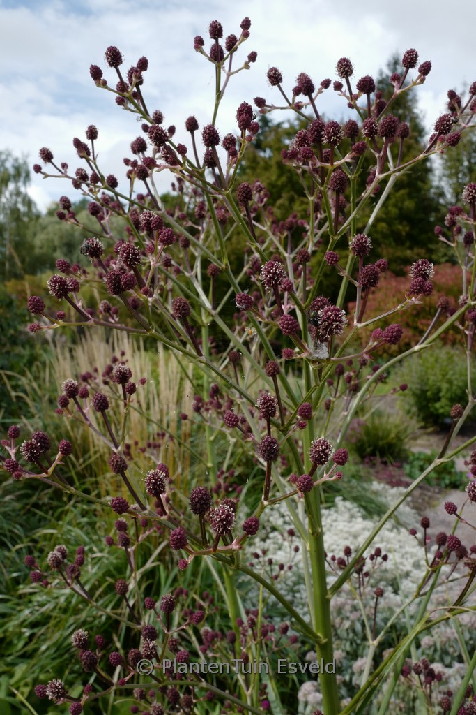 Eryngium pandanifolium ‘Physic Purple’