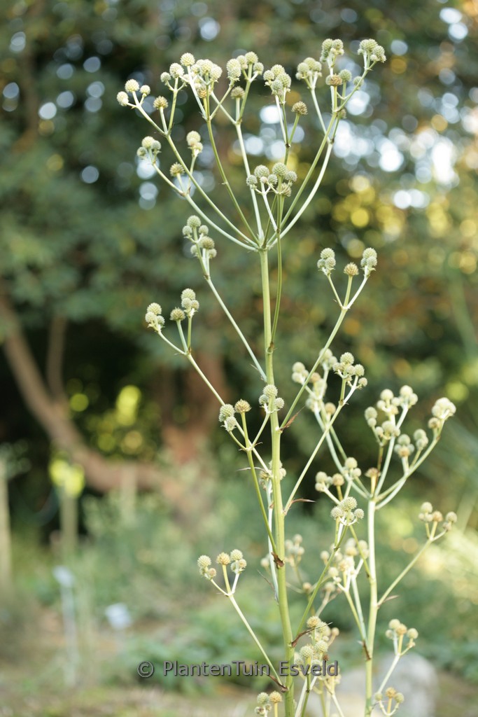 Eryngium paniculatum