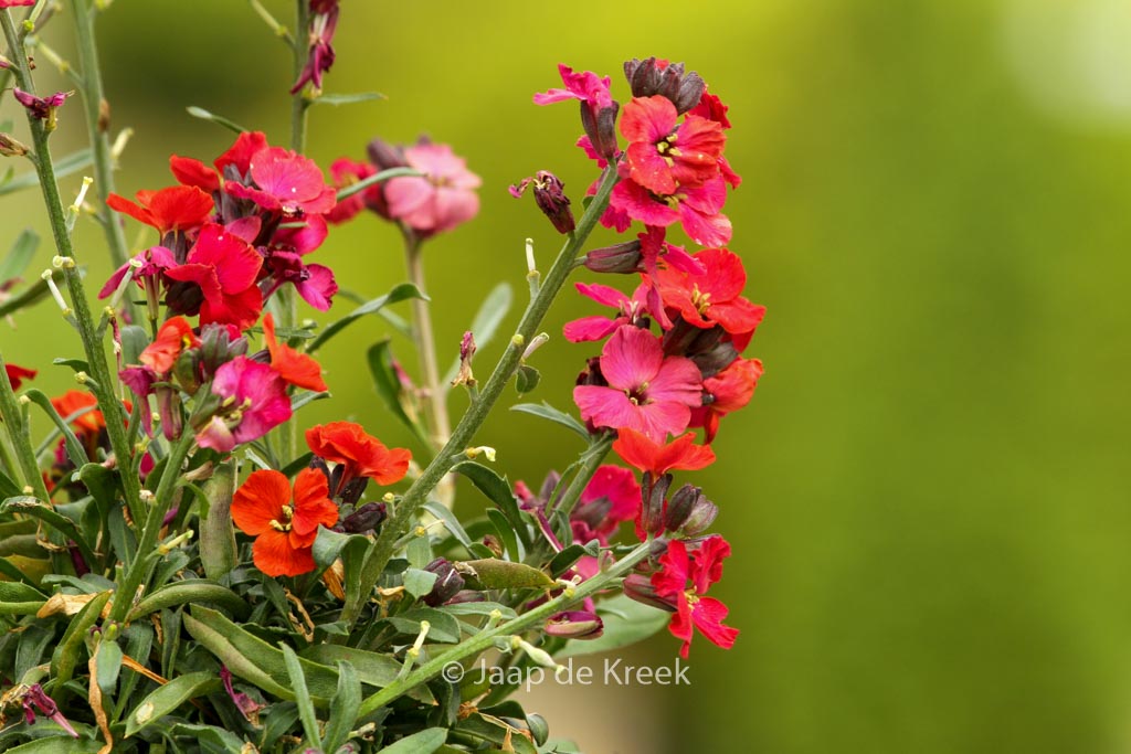 Erysimum ‘Red Jep’