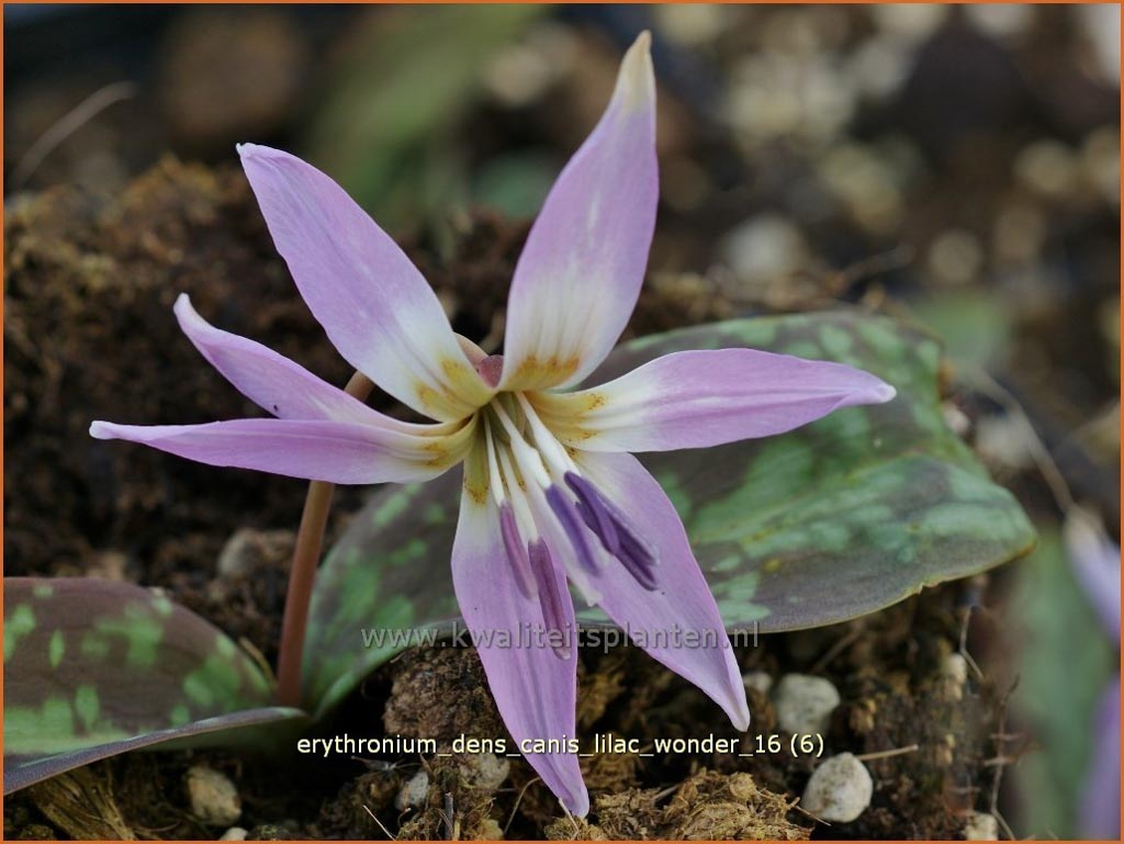 Erythronium dens-canis ‘Lilac Wonder’