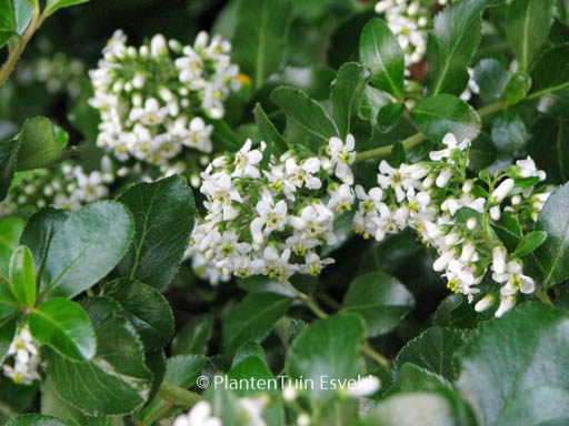 Escallonia ‘Iveyi’