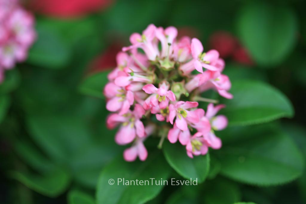 Escallonia ‘Lades’ (PINK ELLE)