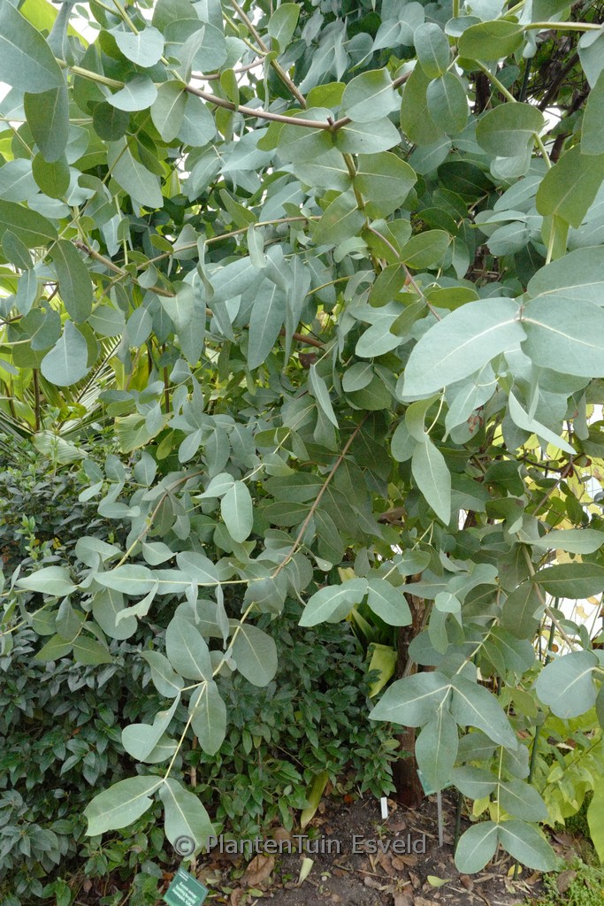 Eucalyptus neglecta