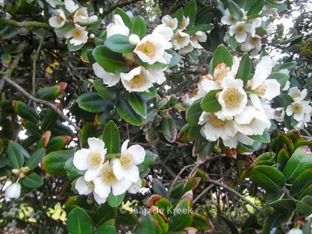 Eucryphia cordifolia