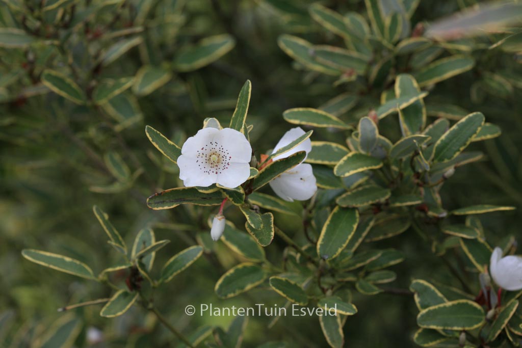 Eucryphia lucida ‘Gilt Edge’
