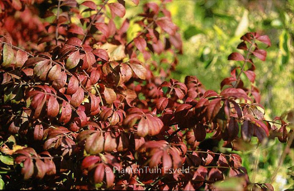 Euonymus alatus ‘Fireball’