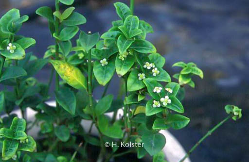 Euonymus echinatus