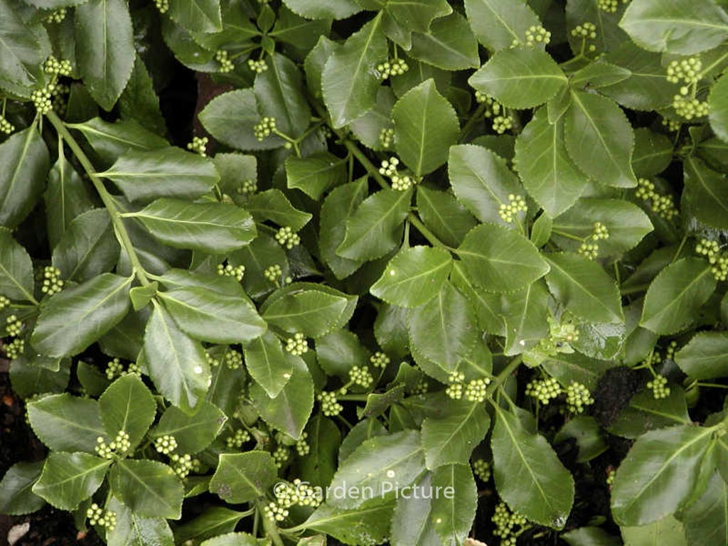 Euonymus fortunei ‘Dart’s Blanket’