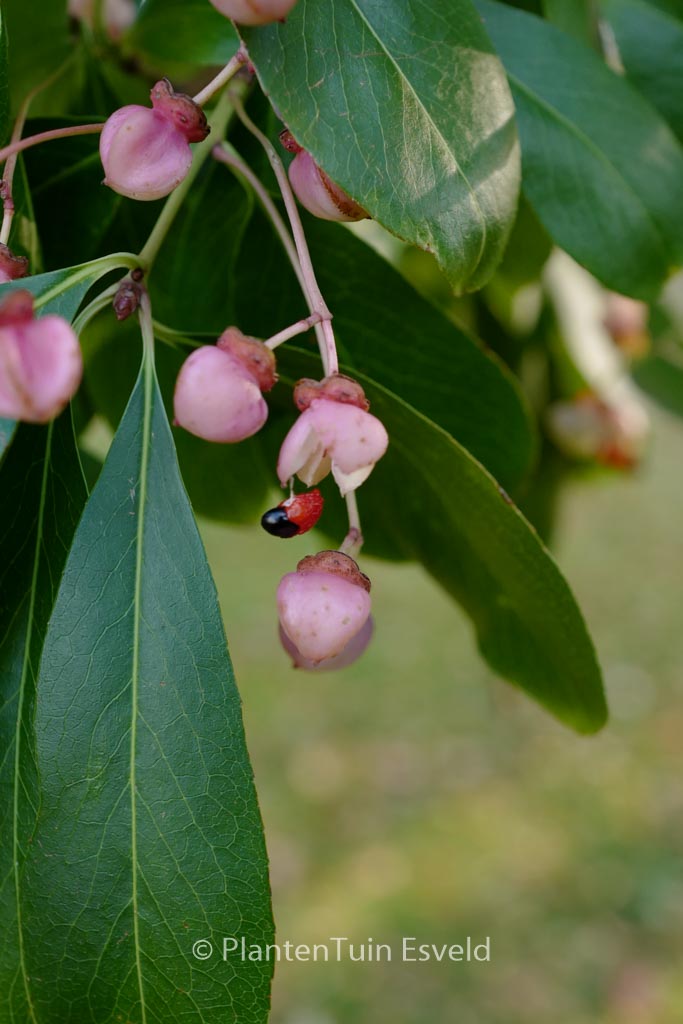 Euonymus grandiflorus f. salificolius