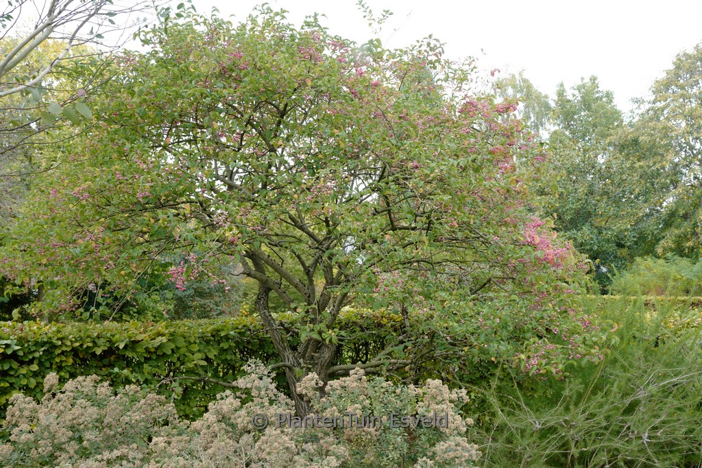 Euonymus hamiltonianus ‘Rising Sun’
