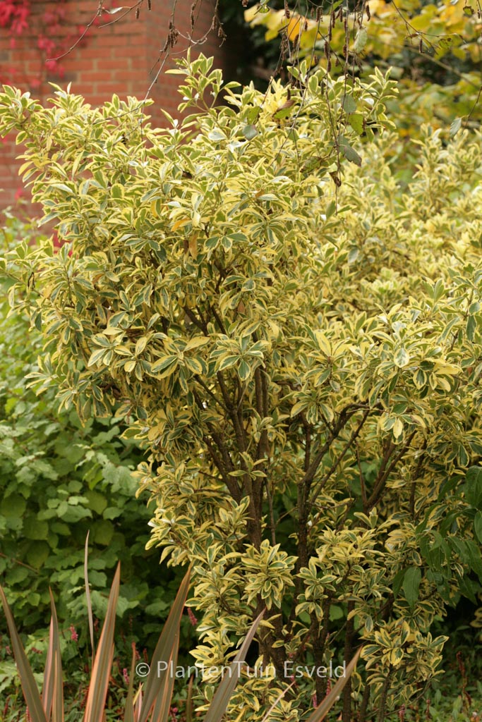 Euonymus japonicus ‘Bravo’