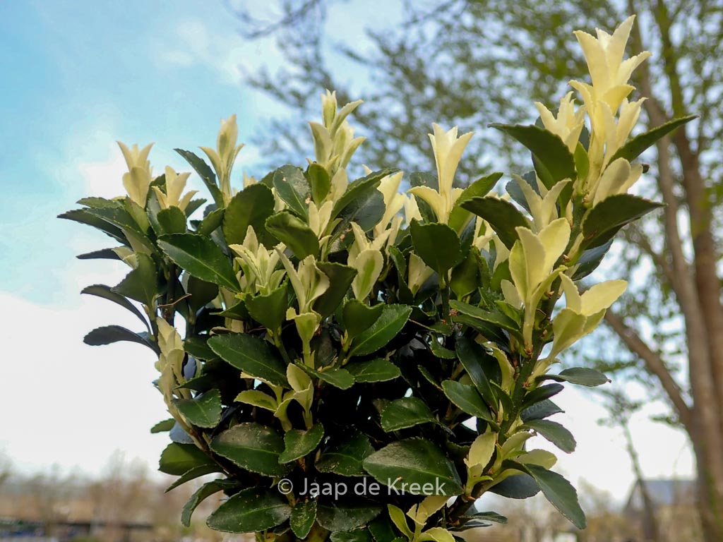 Euonymus japonicus ‘Francien’