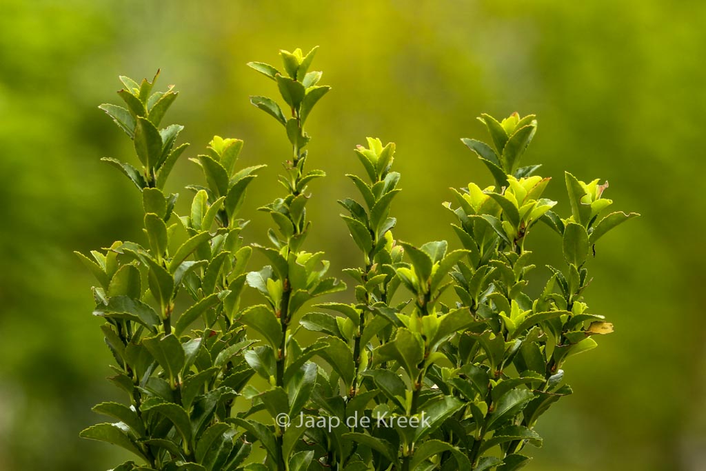 Euonymus japonicus ‘Green Spire’