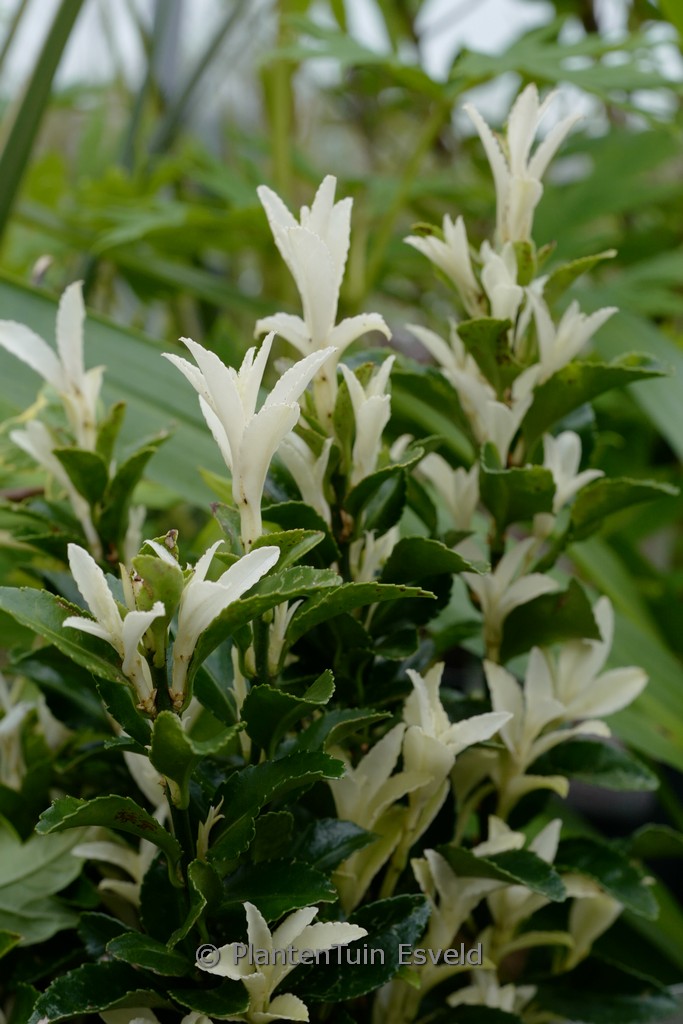 Euonymus japonicus ‘Lankveld03’ PALOMA BLANCA
