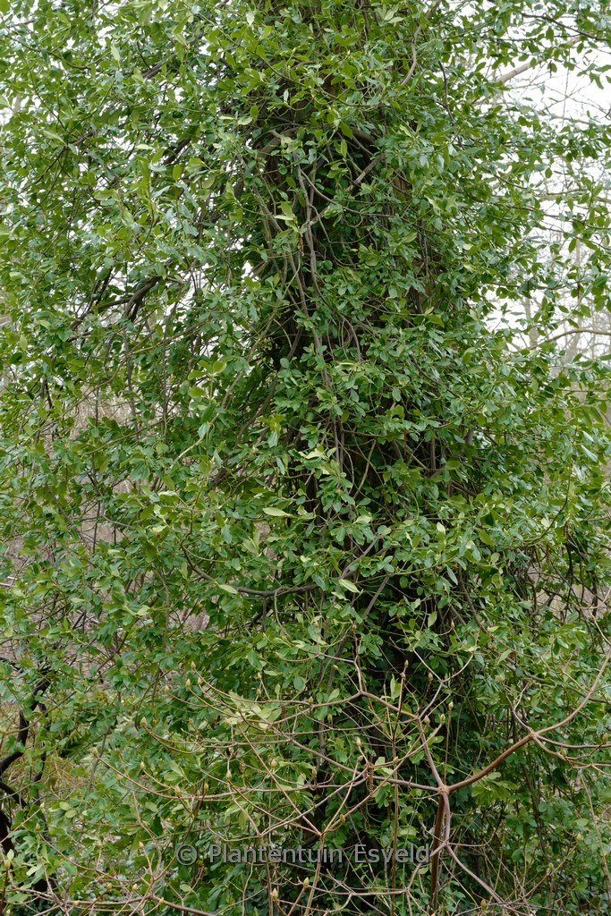 Euonymus japonicus