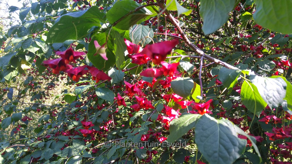 Euonymus macropterus ‘Mount Fuji’