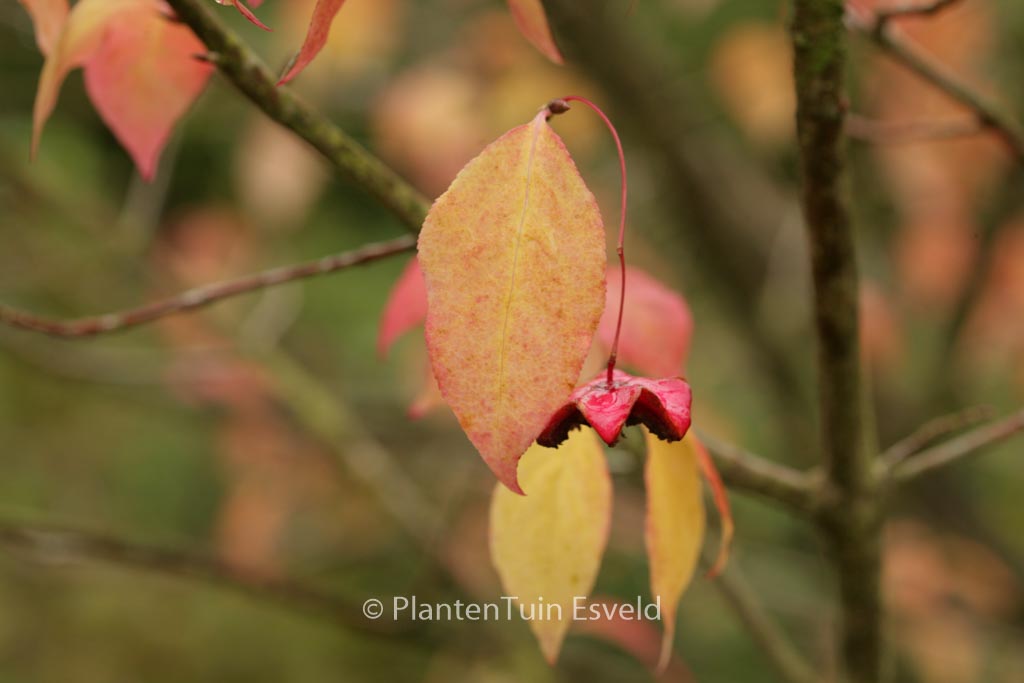 Euonymus maximowiczianus