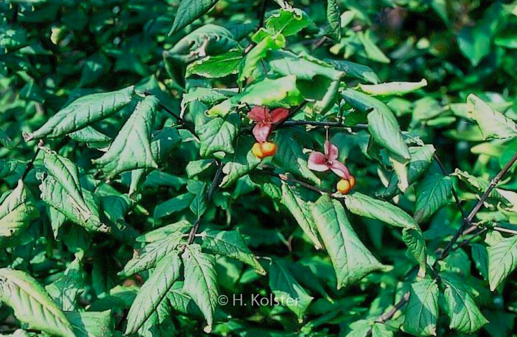 Euonymus occidentalis