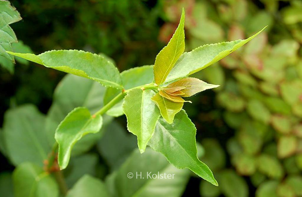 Euonymus verrucosoides