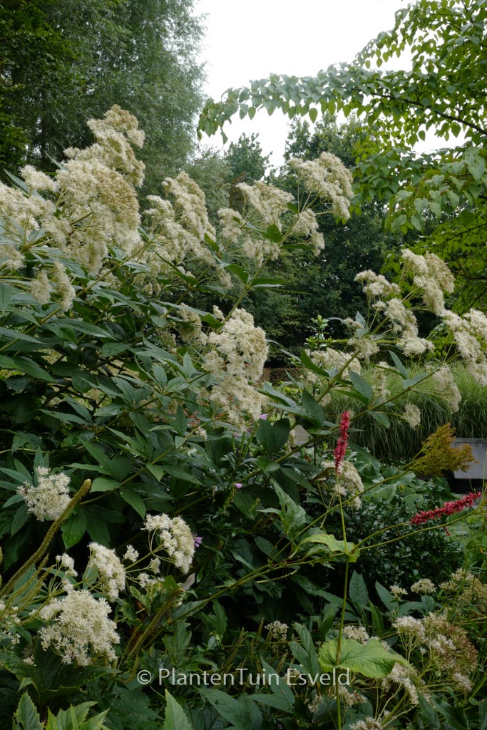 Eupatorium maculatum ‘Album’