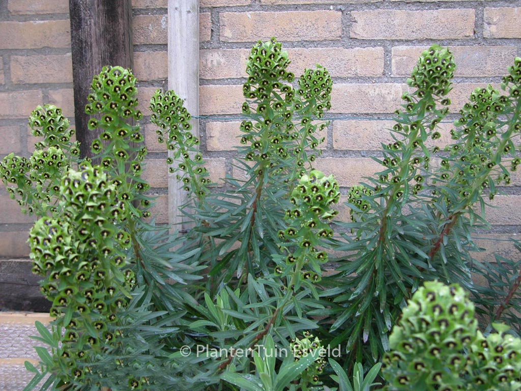 Euphorbia characias ‘Black Pearl’