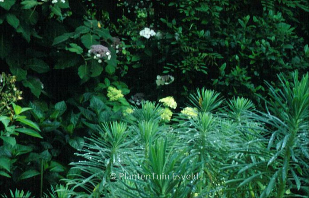 Euphorbia characias ‘Blue Wonder’