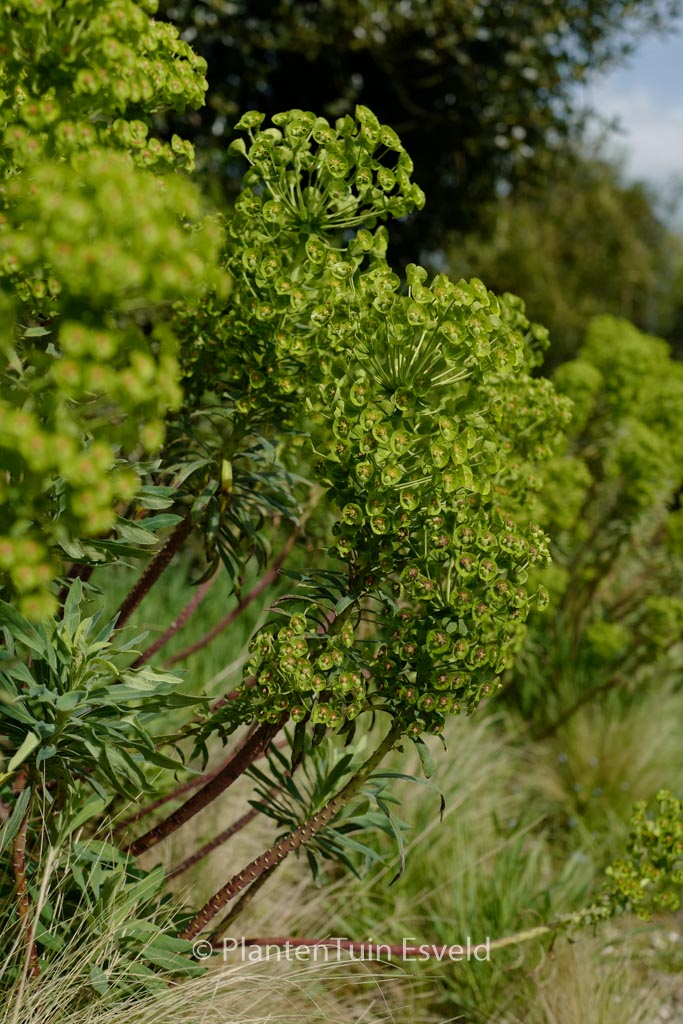 Euphorbia characias subsp. wulfenii