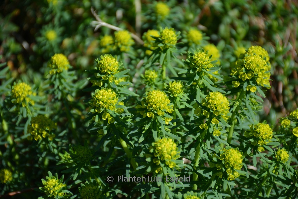 Euphorbia deflexa