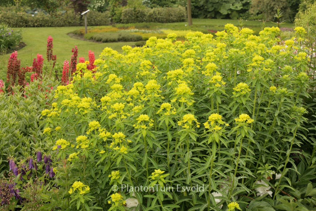 Euphorbia schillingii