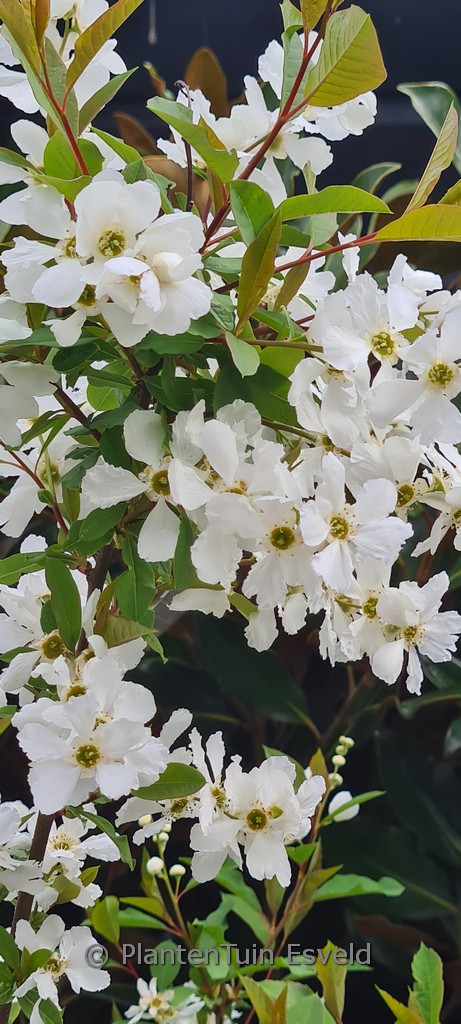Exochorda racemosa ‘Huibl’ (BLUSHING PEARL)