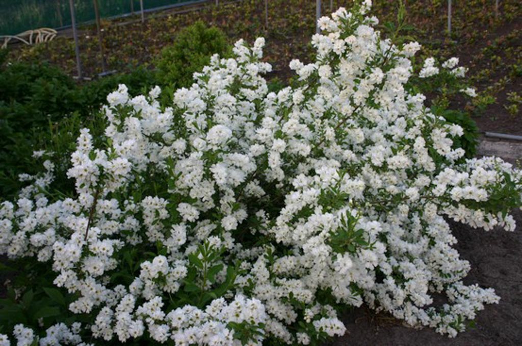 Exochorda racemosa ‘Niagara’