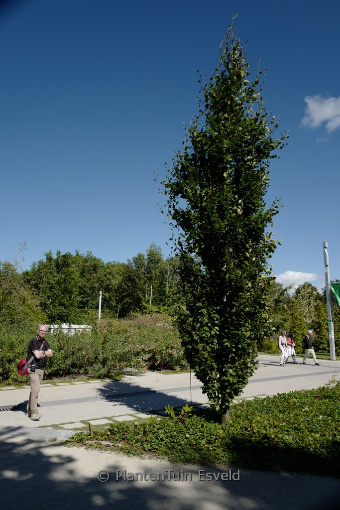 Fagus orientalis ‘Iskander’