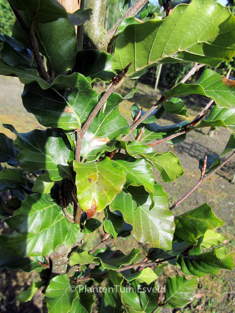Fagus sylvatica ‘Anniek’
